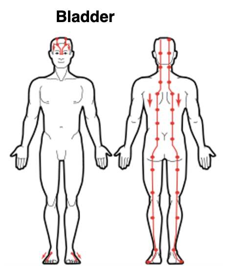 Bladder Meridian