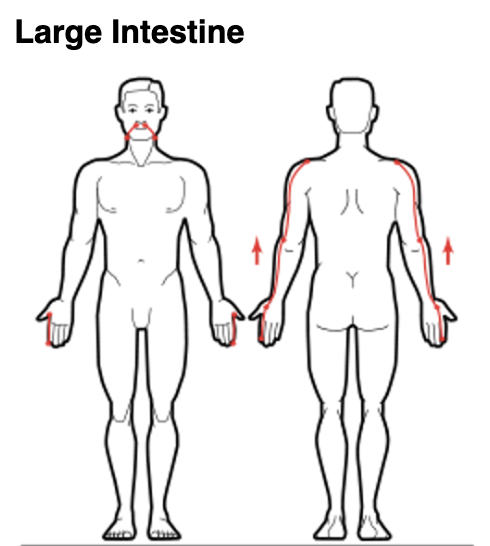 Large Intestine Meridian