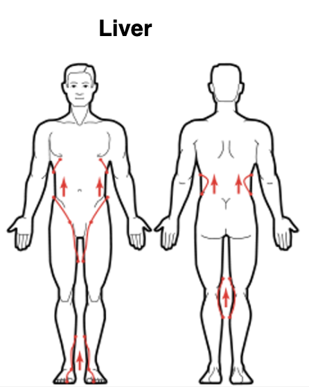 Liver Meridian