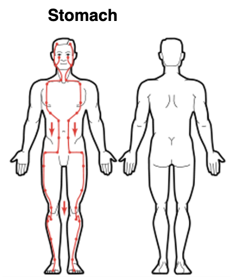 Stomach Meridian