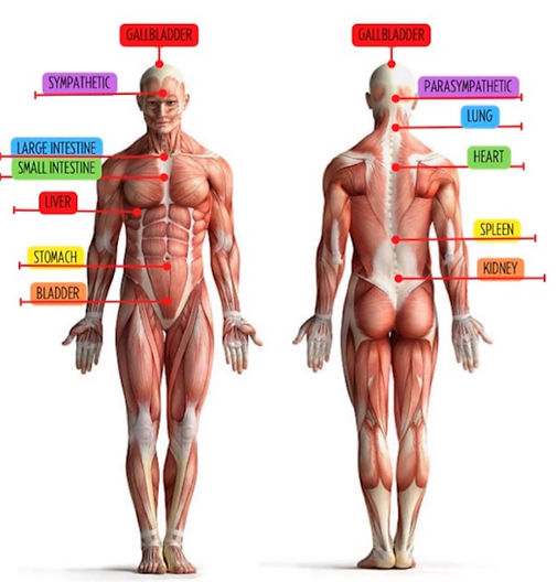VIGEO meridian reference diagram